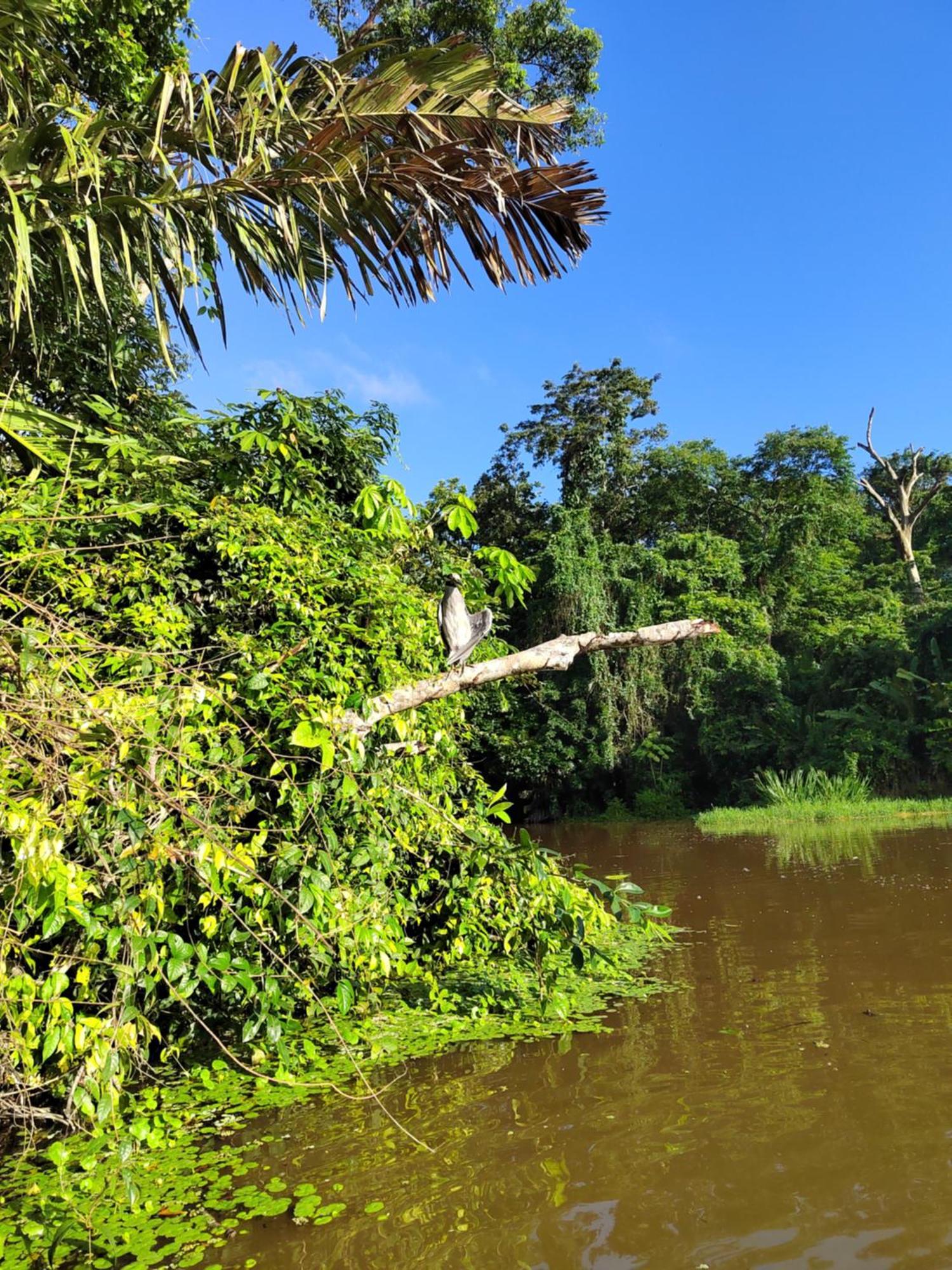 Cabinas Agamy Tortuguero Exterior photo
