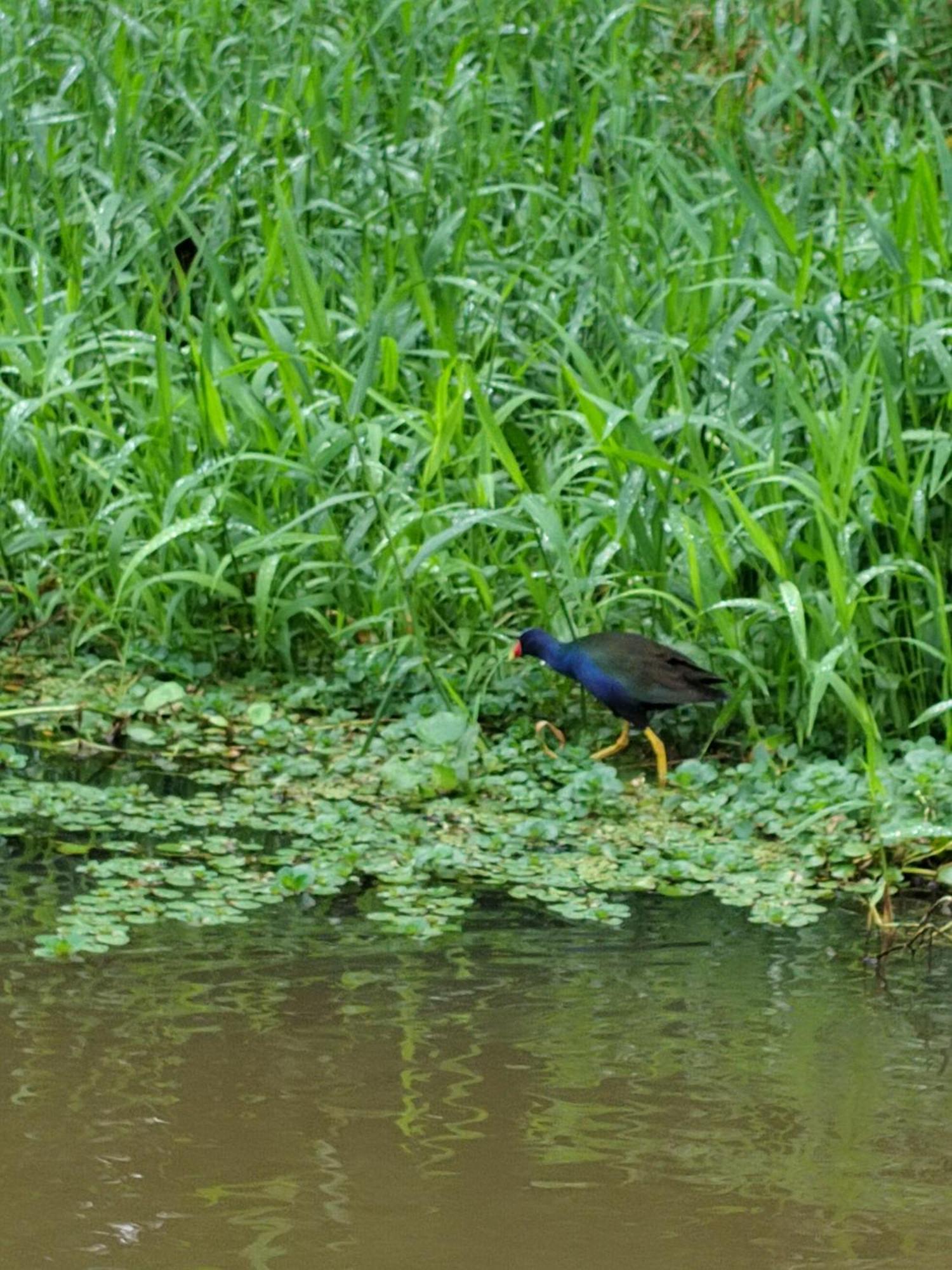 Cabinas Agamy Tortuguero Exterior photo